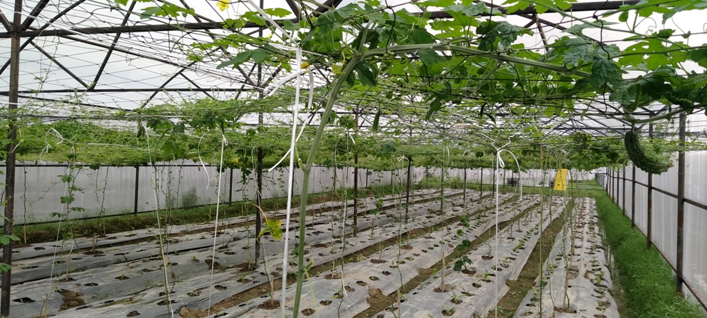 argyanik  (1) (1)
