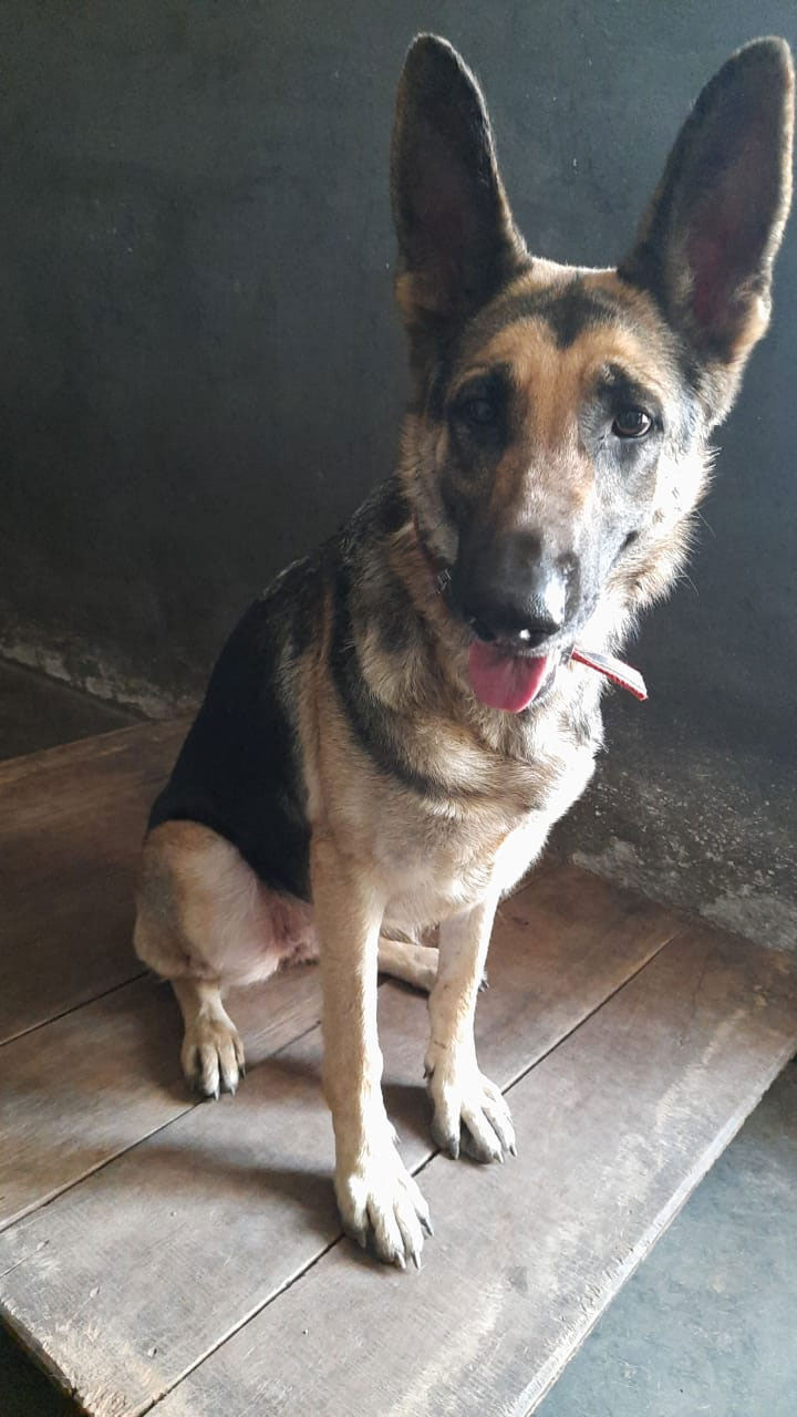 dog11