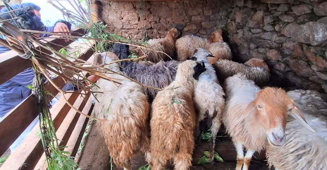 भेडापालनका लागि स्थानीयलाई अनुदान